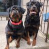5 month old AKC registered females Rottweilers