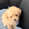 Shihpoo male puppy ready to go
