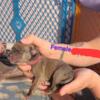Merle Great Dane Puppies available