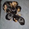 Two females Yorkie terrier puppies for adoption