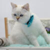 Purebred British shorthair kittens ( discounted)
