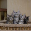 European Maine Coon Kittens Available Now