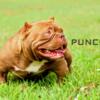 Punch Jr  ( rip punch son) micro bully