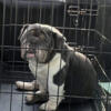 Akc English bulldog female looking for a new couch