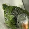 Green and blue Indian ringnecks , parakeet babies for hand feeding