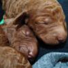 Standard Poodle PUPPIES - 3 FEMALES