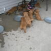 ACA golden retriever puppies