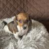 CKC Adorable Miniature Dachshund Puppies!  Ready for  Forever Home!