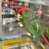 Amazon Parrots Pair Male & Female