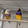 Gouldian Finches Males and Females, Non Related Pairs Available $100 each bird