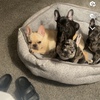French Bulldogs  American Bullies FOR SALE