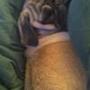 3 year old female pug needs home