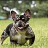 french bulldog puppies frenchies puppy florida UPDATED