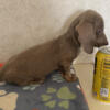 Registered Miniature Dachshund puppies
