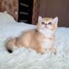 NEW Elite British kitten from Europe with excellent pedigree, male. A Lime