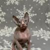 SPHYNX BABY FOR SALE HAIRLESS KITTY CHICAGO/CLEVELAND