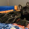 Pure Bred Blue French Bulldog pup for rehoming