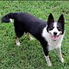 Border Collie short haired male