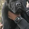 Ten week old cane Corso puppies for rehoming