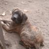 English Mastiff puppy