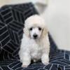 The white puppy-male toy poodle