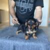 AKC Bella miniature dachshund female