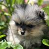 Babydoll Pomeranian puppies puppy