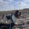 Basset Hound Stud - Available for stud only