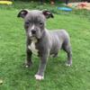 American Bully Pups Available