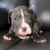 #WHITE , #WHITEPITBULLPUPPIES #BLUE & #CHAMPAGNE Pitbull puppies for sale GIOVANNI 