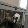 Polish dwarf bunny and cage