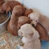 Charlotte, MI  2 SWEET AKC Golden Retriever male puppies left, ready now! ALL SOLD!
