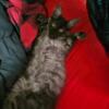 Male Russian Polydactyl Main Coon Kitten For Sale (Pet only)