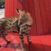 EXOTIC AFRICAN SERVAL BOY AVAILABLE 9 WEEKS OLD HIGHLY SOCIAL - not a F1 Savannah
