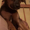 Rehoming puppy for 140$ mixed German shepherd girl