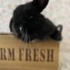 Rabbit for sale in Ramsey, anoka male