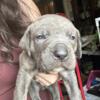 Cane corso puppies Iccf registered