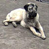 Male Kangal puppy-11 months old