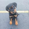 German Rottweiler Puppies! UPDATE ONE FEMALE AVAILABLE