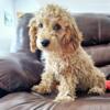 Toy poodle puppy available