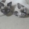 Siamese kittens very sweet