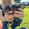 Yorkshire Terrier Puppy Male