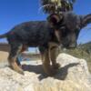 German Shepherd pups in SoCal - with free board and train annually