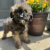 2 mini poodle girls available