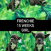 French Bulldog girl pup
