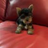 3 months old teacup yorkie puppy (female)
