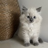 BEAUTIFUL BLUE POINT Himalayan kitten