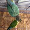 Yellow sided male and turquoise female conure