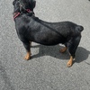 American and German blood male Rottweiler