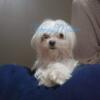 4lb Maltese Male retiring for sale 750 this weekend only.